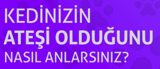 KEDİNİZİN ATEŞİ OLDUĞUNU NASIL ANLARSINIZ?