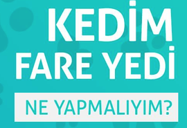KEDİM FARE YEDI NE YAPMALIYIM?
