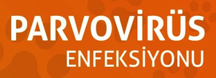 PARVOVİRÜS ENFEKSİYONU