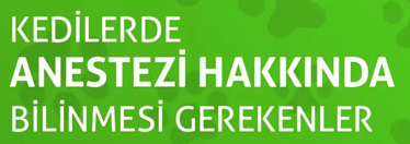 KEDİLERDE ANESTEZİ HAKKINDA BİLİNMESİ GEREKENLER