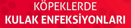 KÖPEKLERDE KULAK ENFEKSİYONLARI