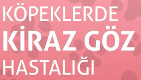 KÖPEKLERDE KİRAZ GÖZ HASTALIĞI
