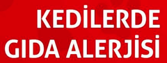 KEDİLERDE GIDA ALERJİSİ
