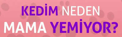 KEDİM NEDEN MAMA YEMİYOR?