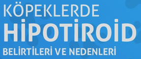 KÖPEKLERDE HİPOTİROİD BELİRTİLERİ VE NEDENLERİ