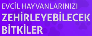 EVCİL HAYVANLARINIZI ZEHİRLEYEBİLECEK BİTKİLER