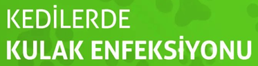 KEDİLERDE KULAK ENFEKSİYONU