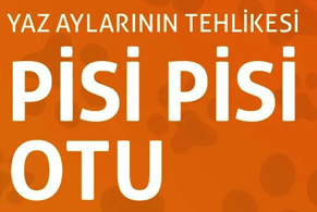 YAZ AYLARININ TEHLİKESİ PİSİ PİSİ OTU