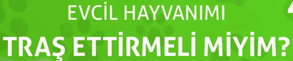 EVCİL HAYVANIMI TRAŞ ETTİRMELİ MİYİM?