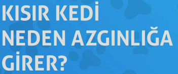 KISIR KEDİ NEDEN AZGINLIĞA GİRER?