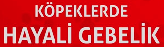 KÖPEKLERDE HAYALİ GEBELİK