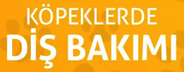 KÖPEKLERDE DİŞ BAKIMI