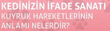 KEDİNİZİN İFADE SANATI KUYRUK HAREKETLERİNİN ANLAMI NELERDİR?